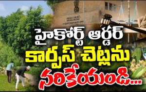 హైకోర్టు ఆర్డర్.. వాటిని నరికేయండి... #kknewstelugu #pawankalyan #corpustree #aphighcourt #janasena