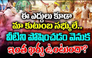 ఎద్దులను పోషించేందుకు అయ్యే ఖర్చు ఎంతో తెలుసా ?